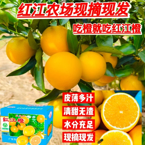 正宗红江橙皮薄多汁老树橙，广东包邮10斤精品/箱