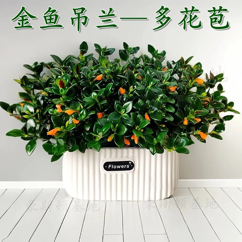金鱼吊兰盆栽带花苞水培盆栽花卉绿植室内客厅阳台净化空气好养活