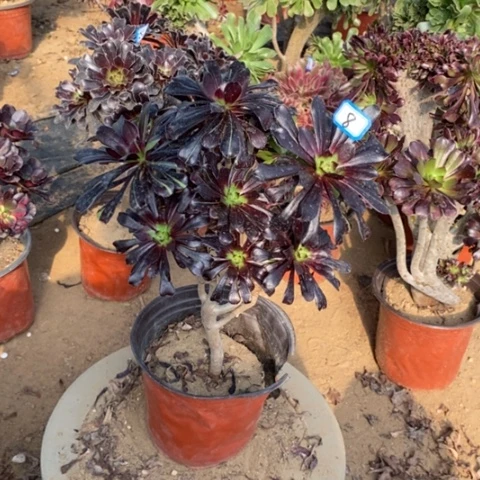 魔法师砍过一物一拍