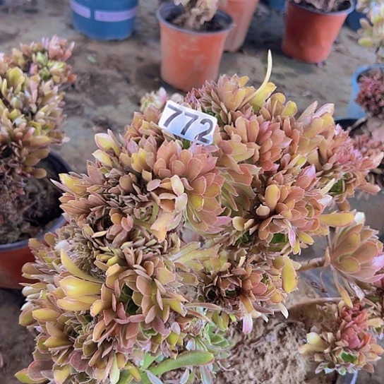 玲***品多肉植物一个法师