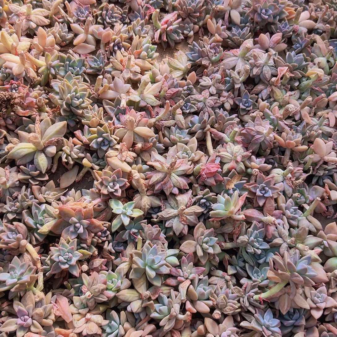 淡雪砍头苗一箱没有根