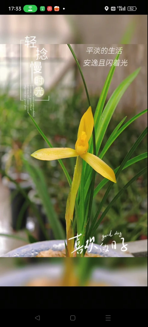 春兰新品黄素一发二3苗