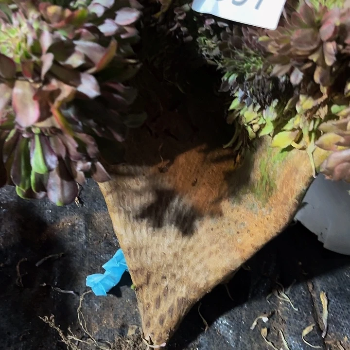 多肉植物孔雀翎897号