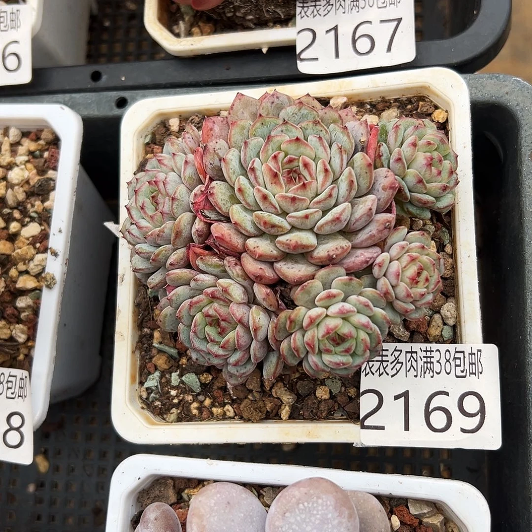 手棒花葡葡多肉一物一拍2169