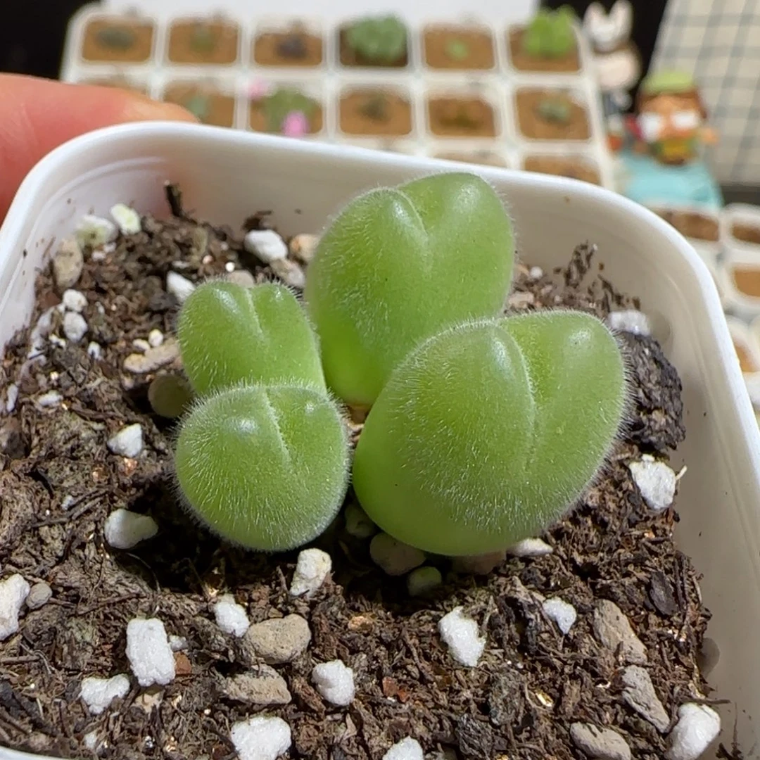 肉锥多肉植物组合-长毛翠滴855