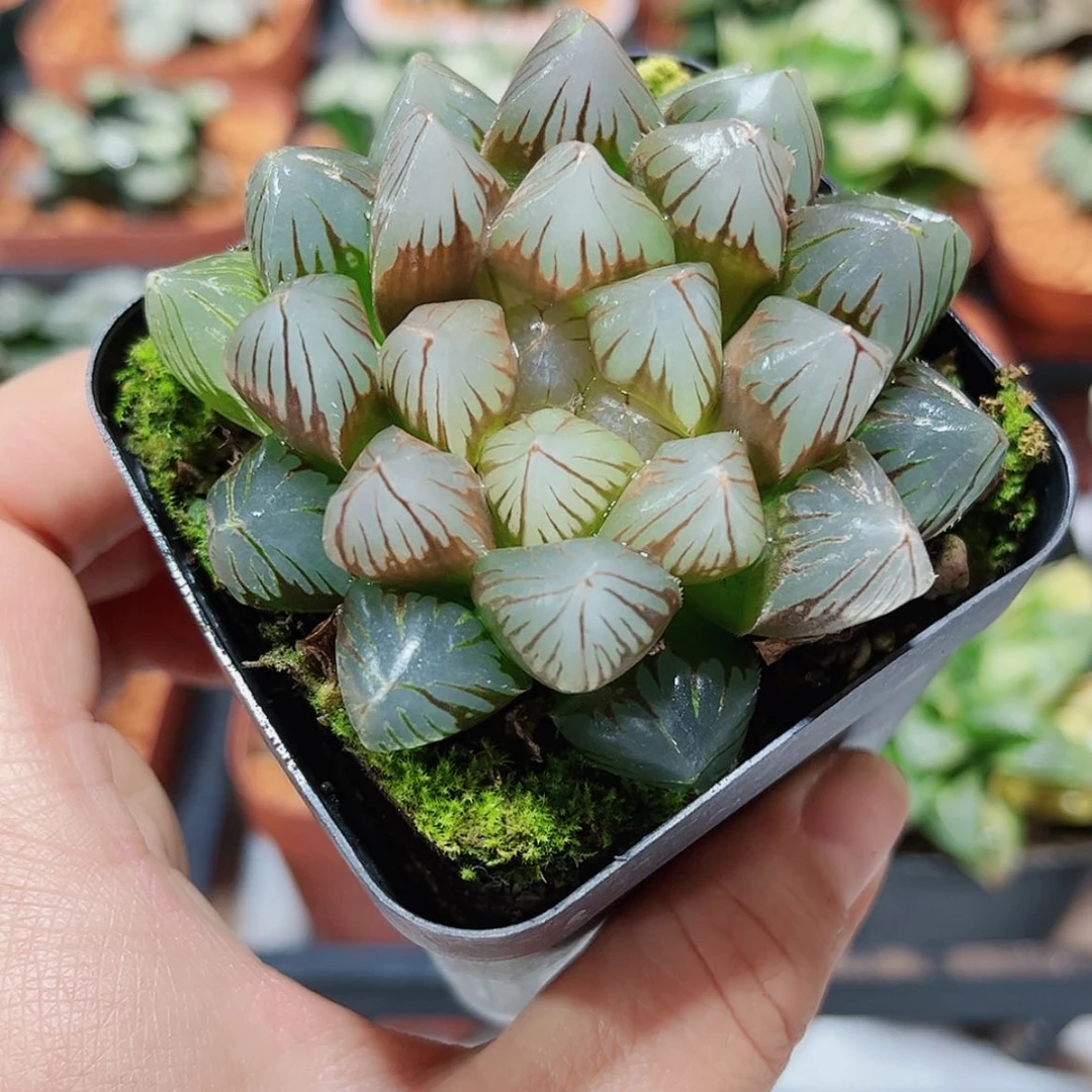 【闪购商品】实生玉露