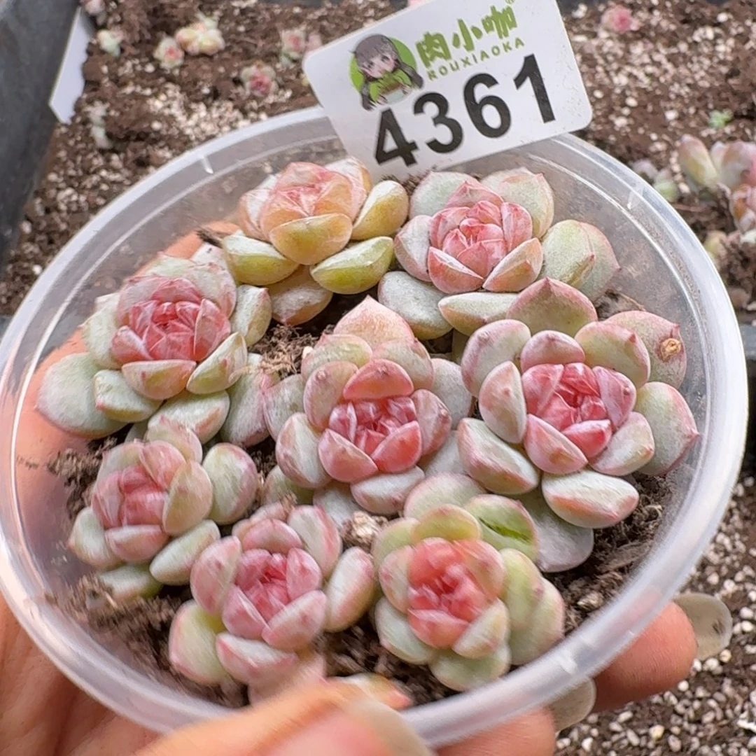 多肉植物多肉植物