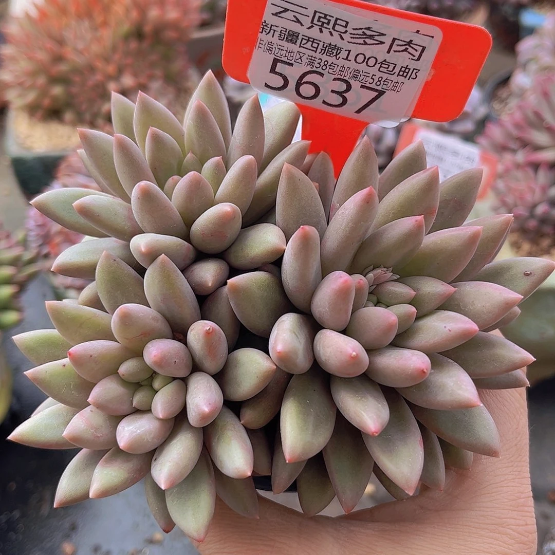 5637黄体红蜻蜓多肉植物