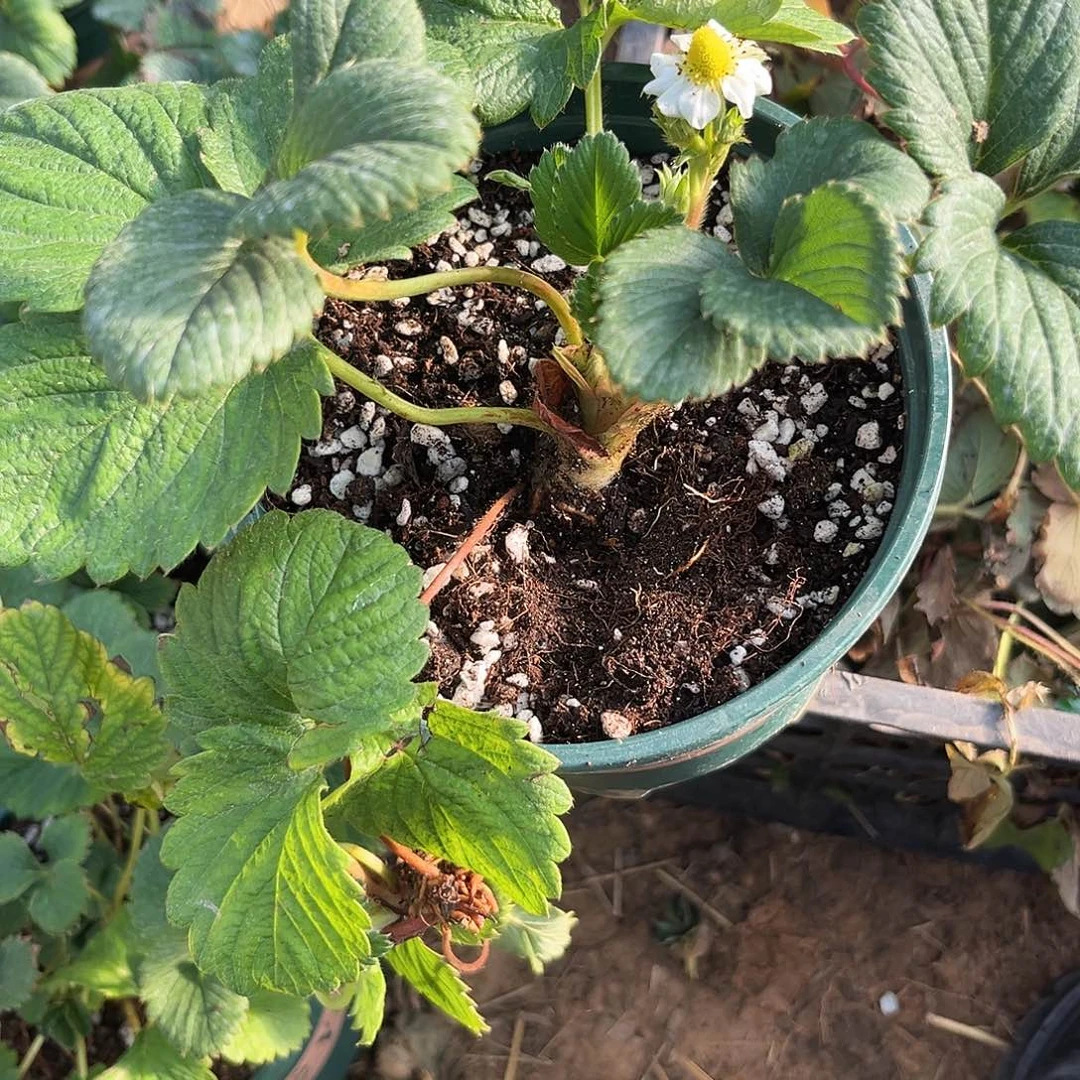 红颜1加仑盆源源种