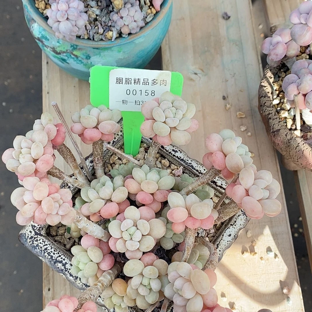 00158从我姐姐咯哦哦