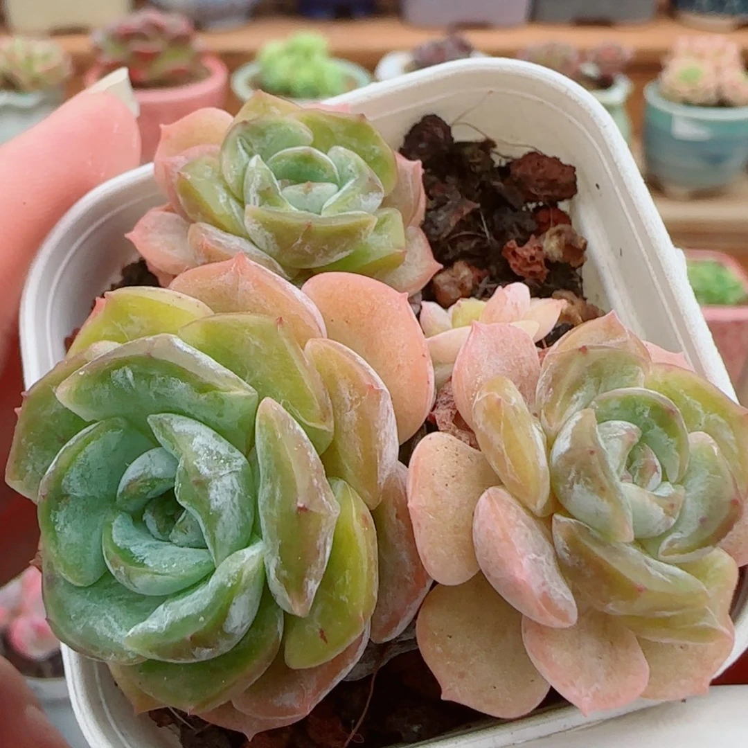 花语逸镜0926-11绒金