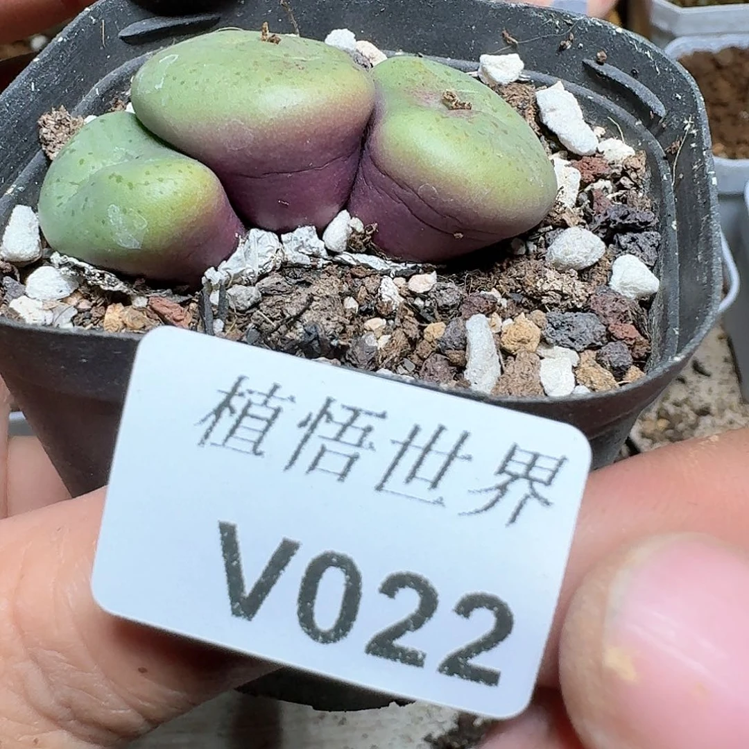 022盒多肉植物哇c