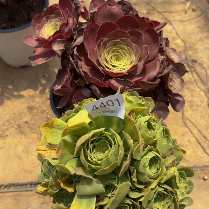 2颗多肉处理不包断头4401