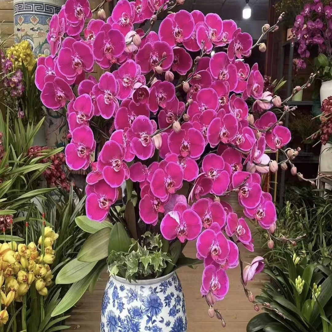 超大花型花期久稀有品种 4个花剑【天后一号】蝴蝶兰 年宵花