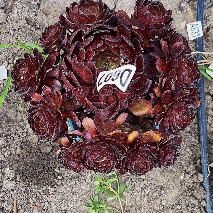 黑寡妇28–20包邮n