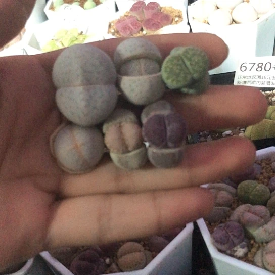 6994，特价包邮特价