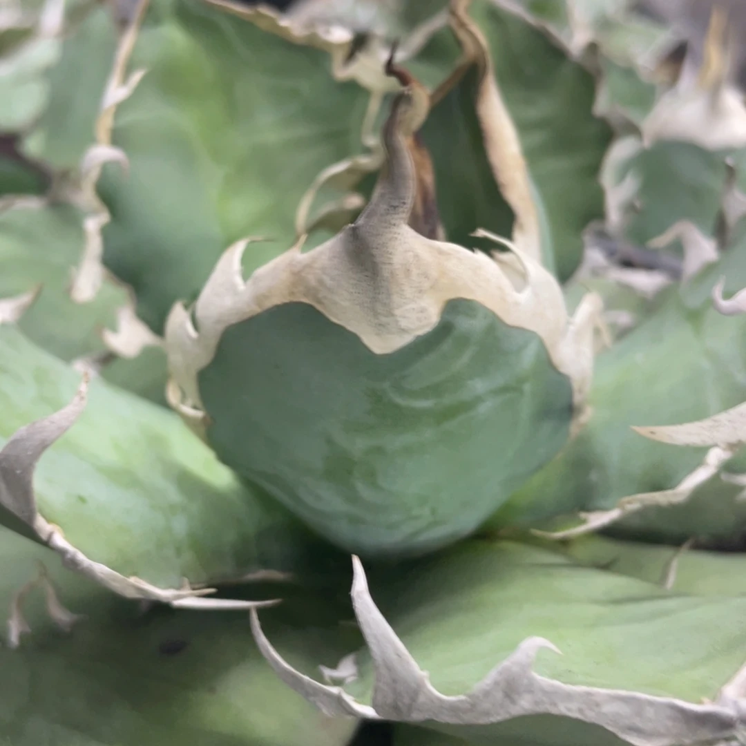 野二230000000000000