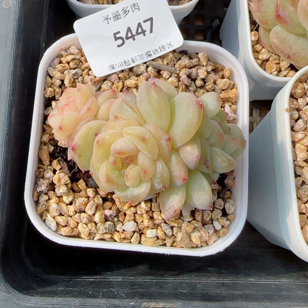 海棠花无砍，5447多肉