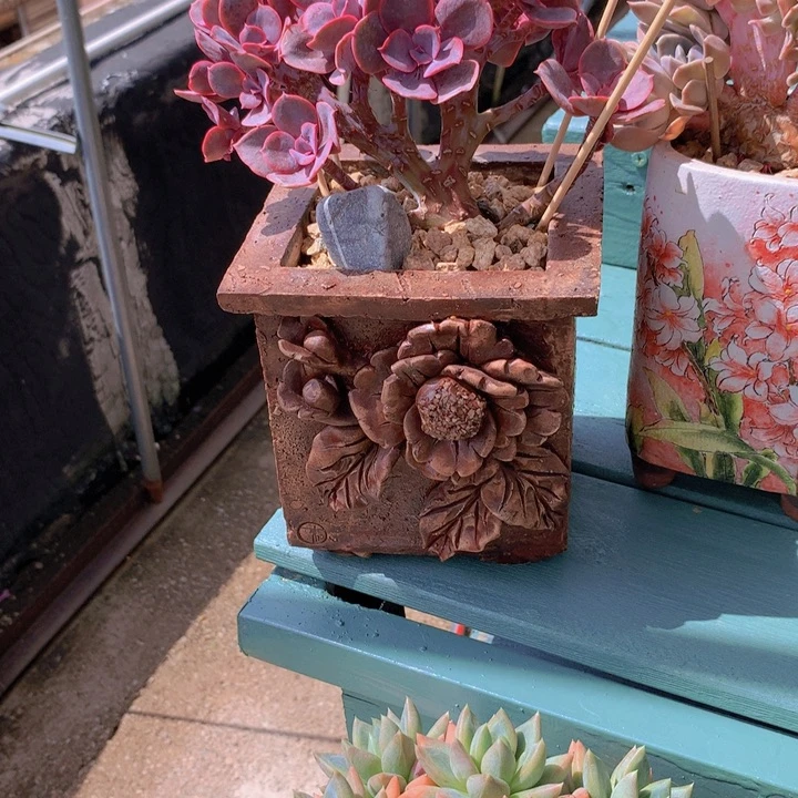 紫丁香无砍自然群无砍