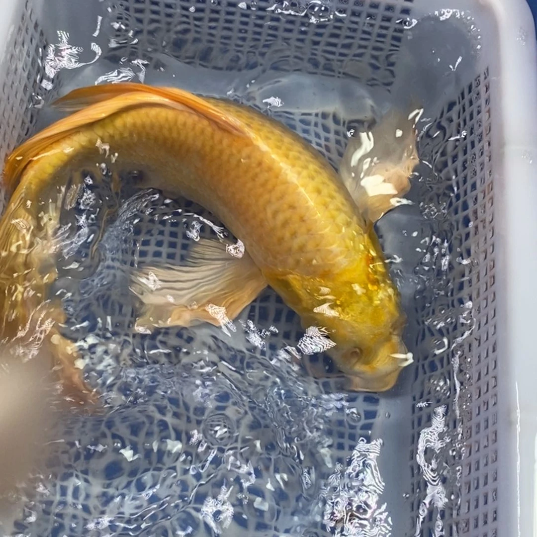 锦鲤冷水锦鲤包邮