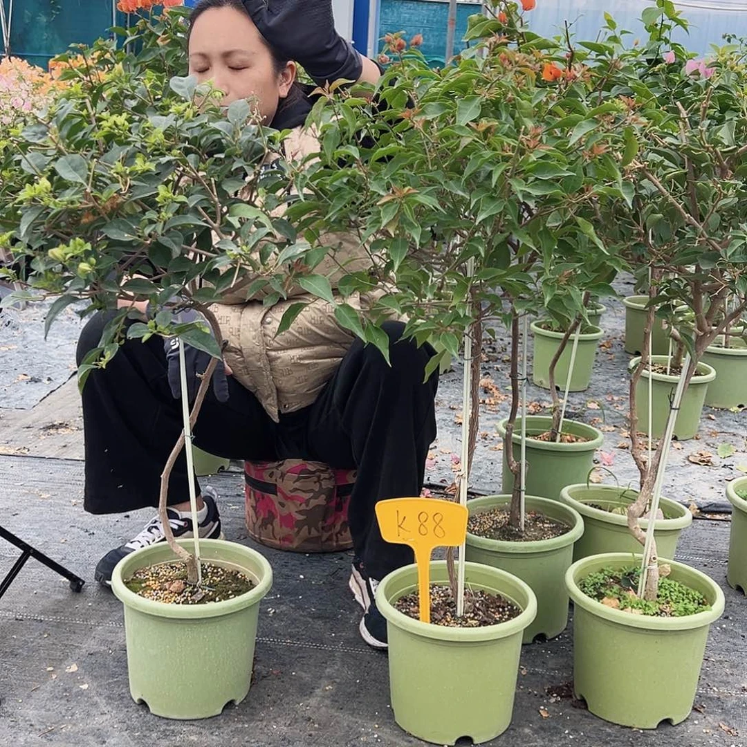 大部分花苞少量开放K88原生棒棒糖一颗，39.9