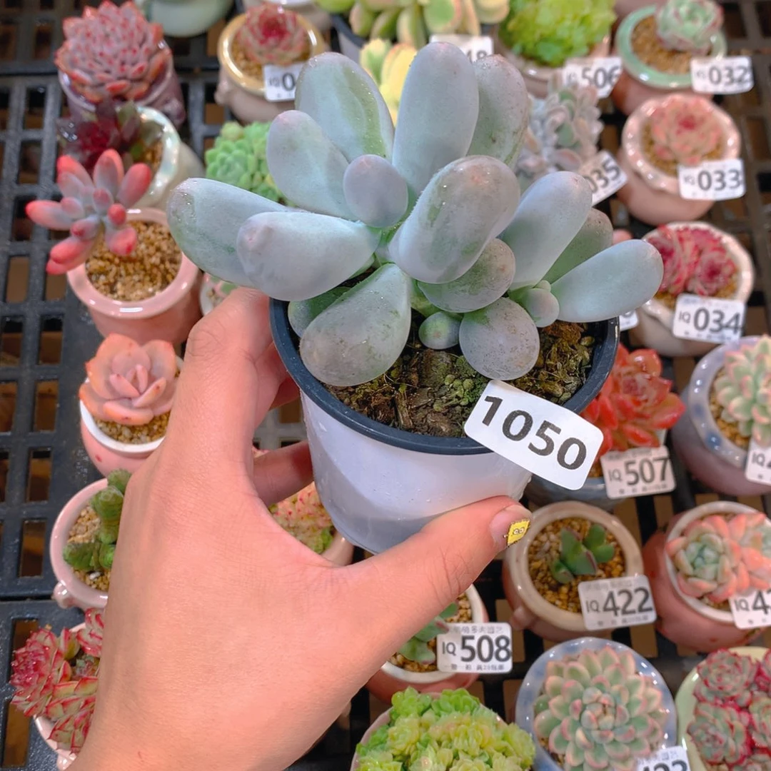 ****肉萌萌5cm拇指盆精控多肉1050