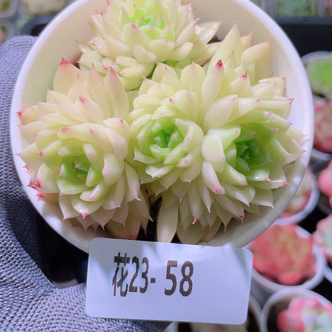 花利美23-58麦秆群