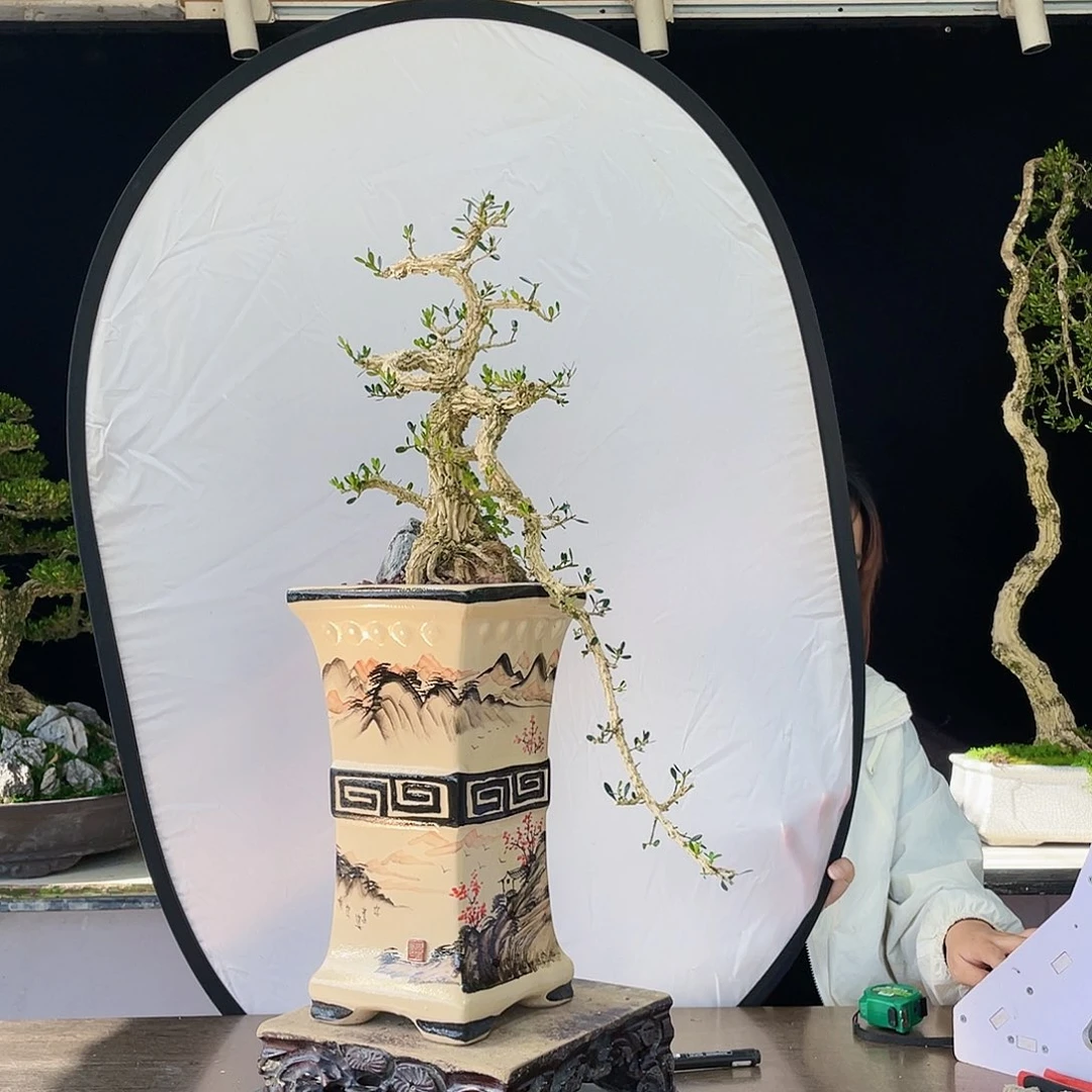 完全开放黄杨盆景四季常青