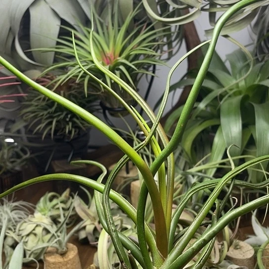 当前无花朵，栽培后可花朵巨型章鱼49号