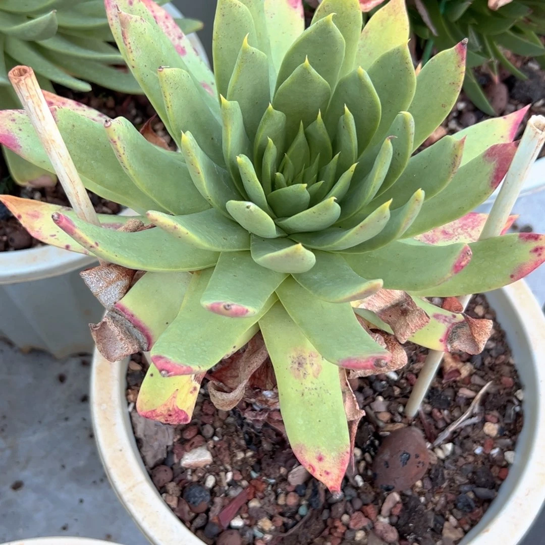 野生进口仙女杯一株