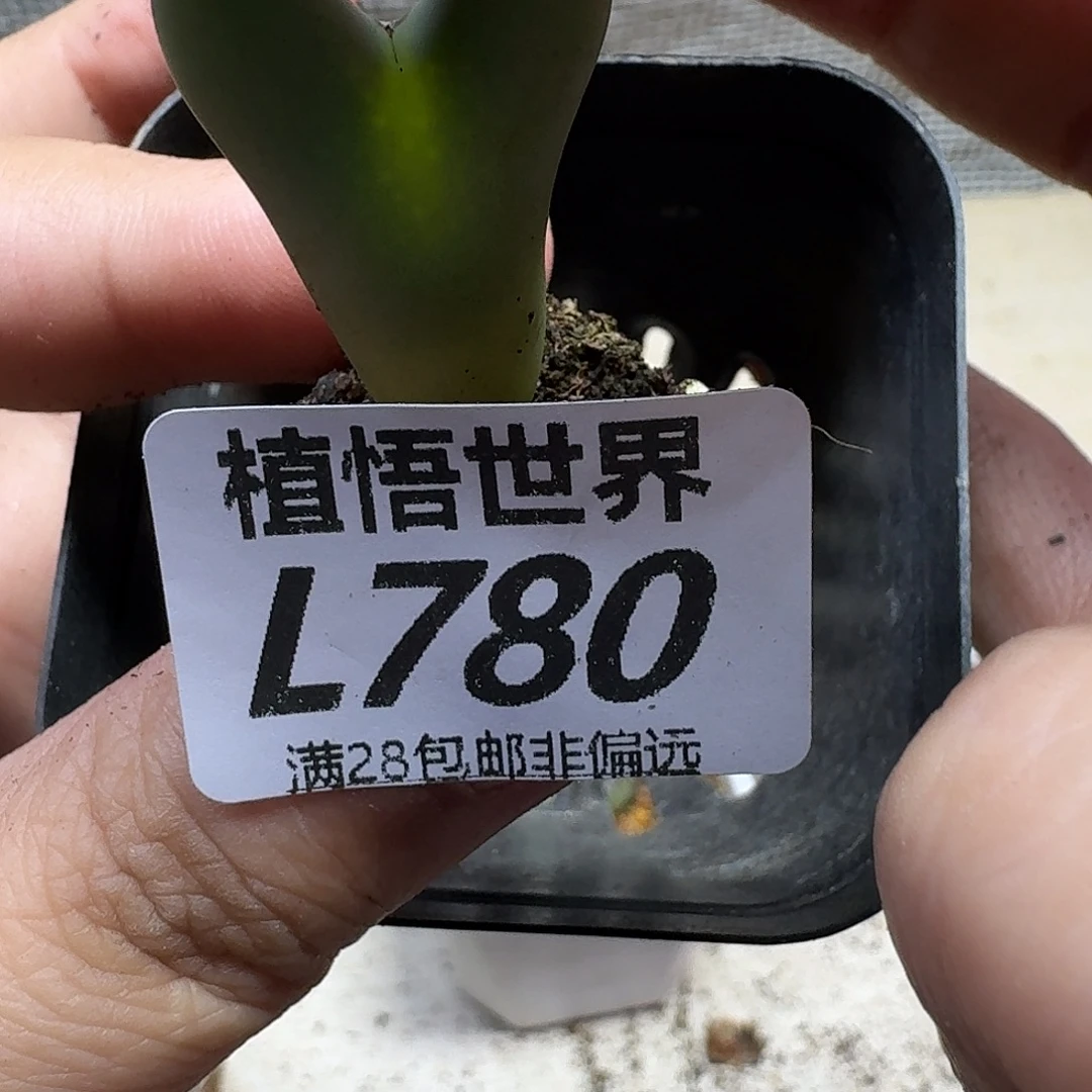 多肉植物的人生fgh