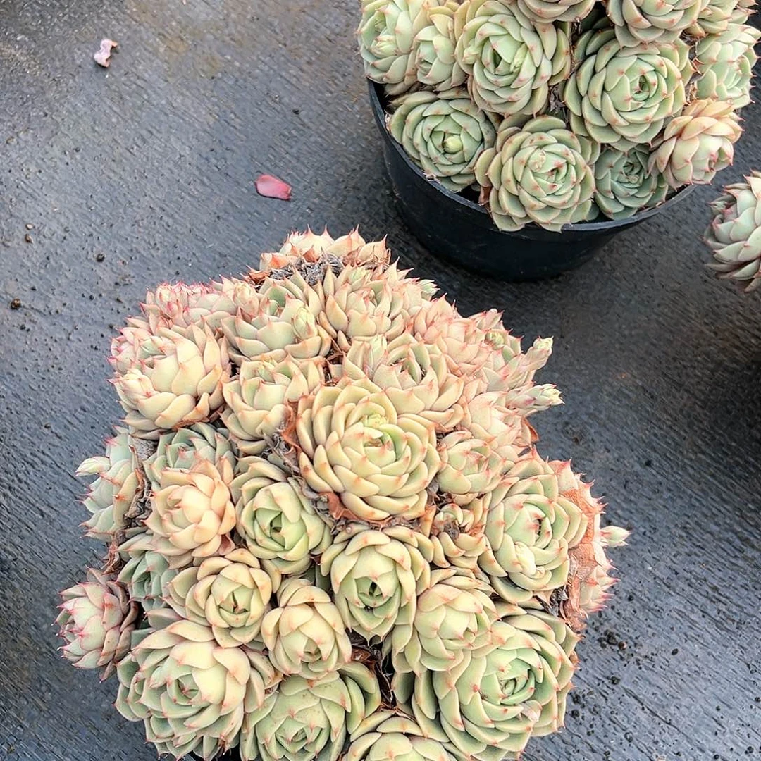 丰沛玫瑰群14040