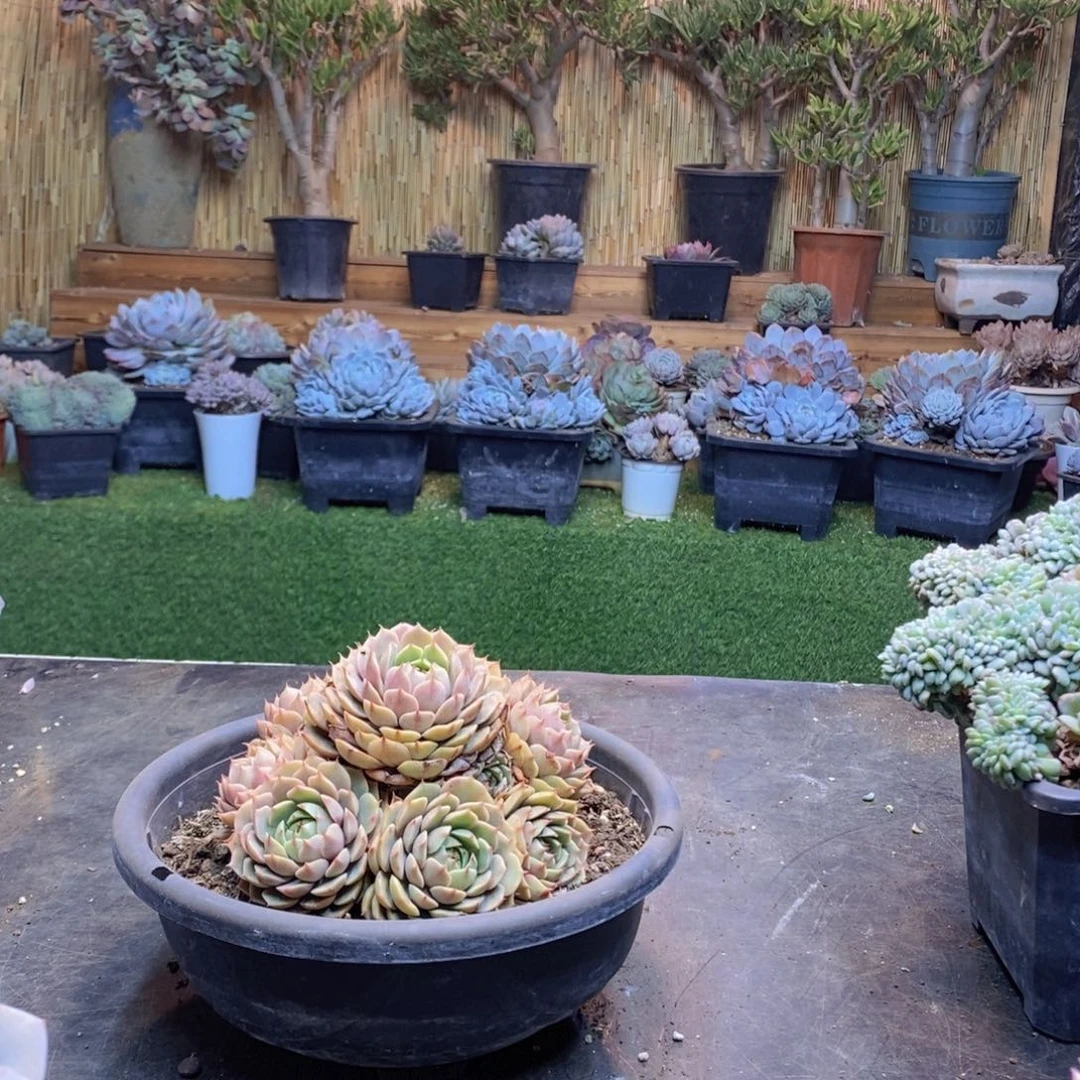 圥**妈H15号苯巴手捧