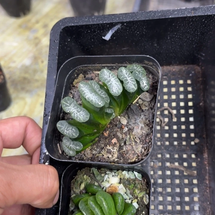 母本麒麟➕小盘翡翠玉扇两颗套餐