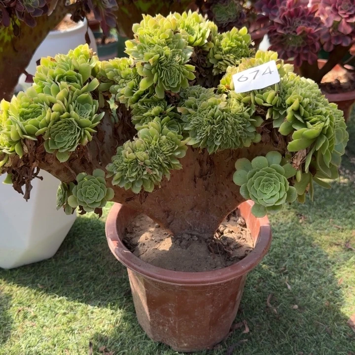 绿玫瑰法师锦缀化674