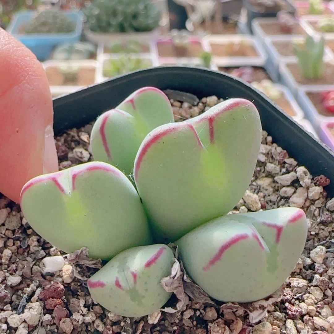 【闪购商品】21396