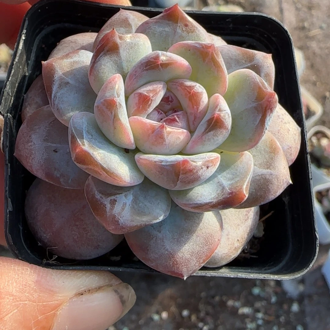 小卡拉米糖心一物一拍