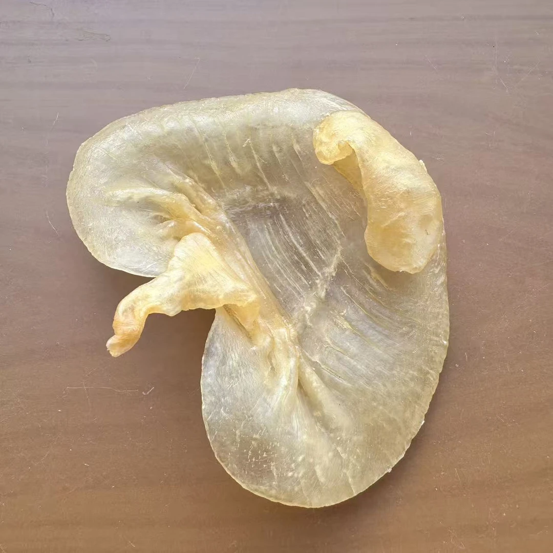 鱼胶 赤嘴胶 精品收藏厚肉高品