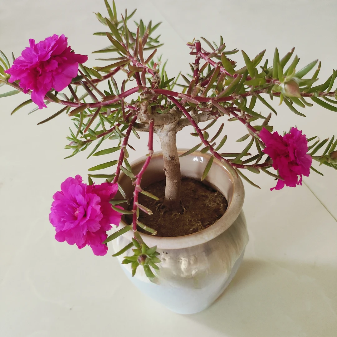 老桩玫红王重瓣太阳花