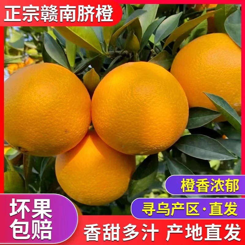 【陈书记助农代卖】江西正宗赣南脐橙薄皮橙子应季水果10装产地直发