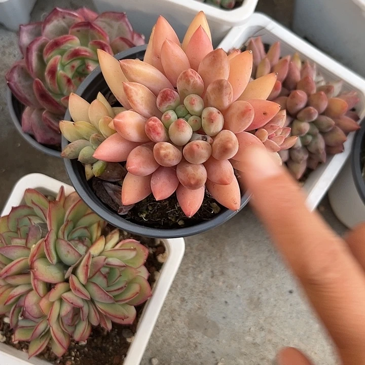 车厘子45688999900“l