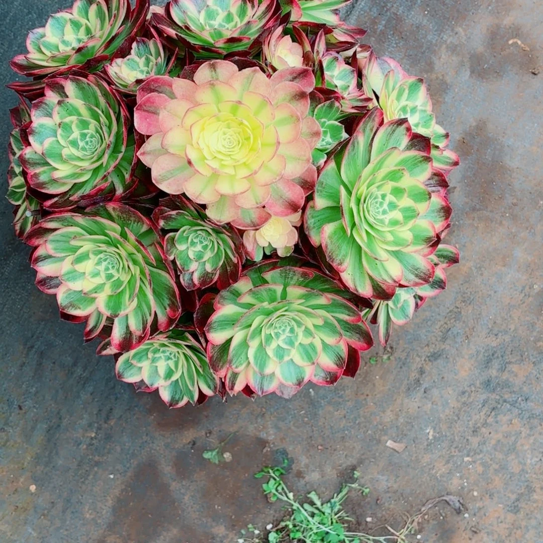 云南多肉植物海王不包断枝