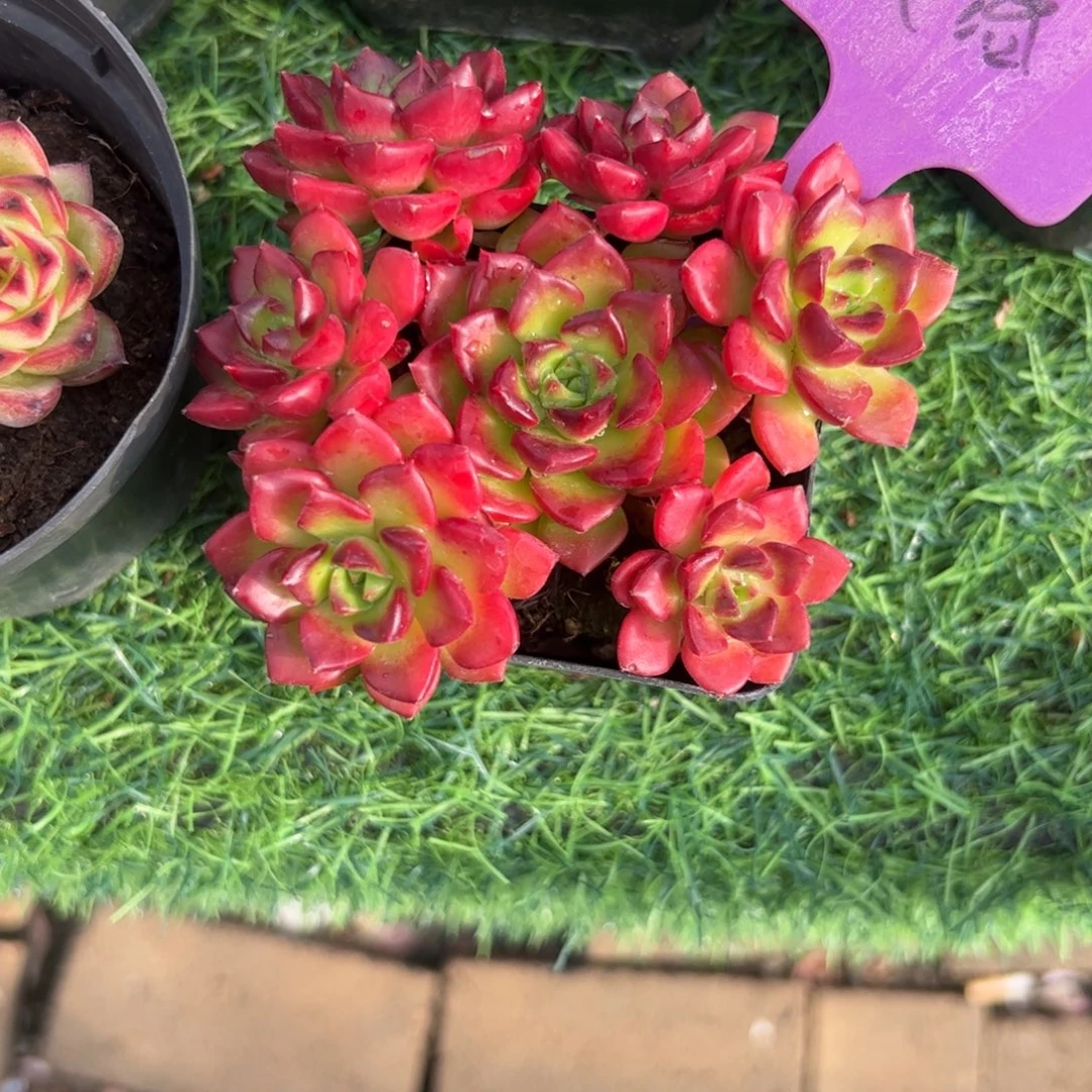 火焰迪亚多肉植物