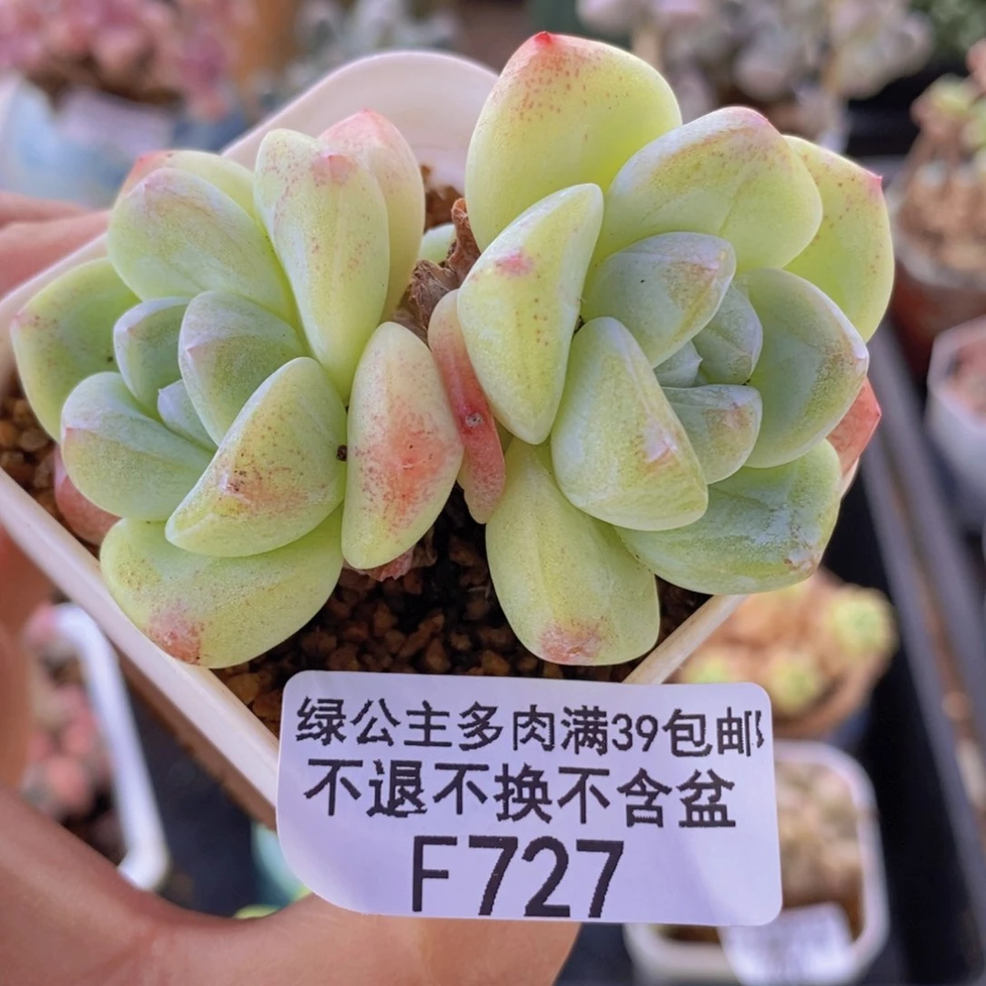 冰玉7cm727多肉植物