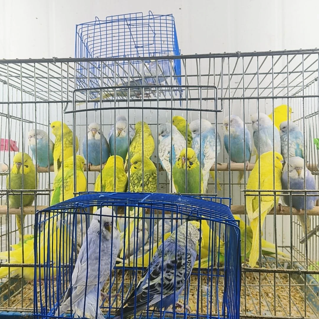 ****开虎皮鹦鹉大头鹦鹉