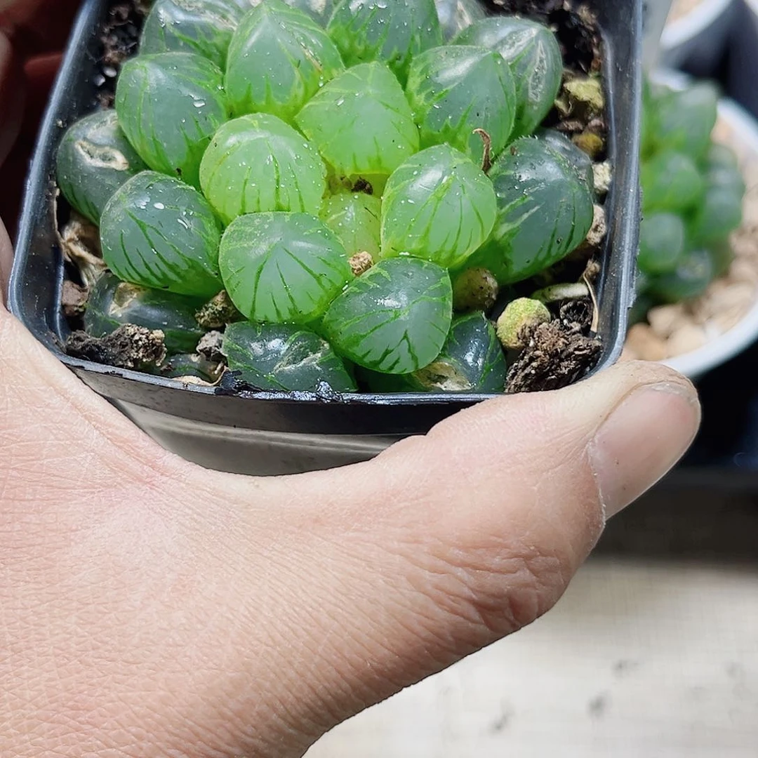 玉露系列新手好养的