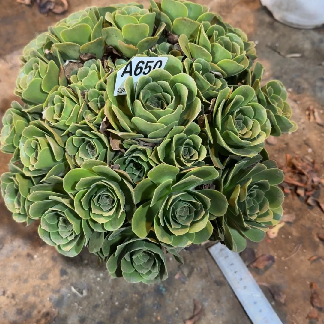 海***英阳光玫瑰一物一拍650