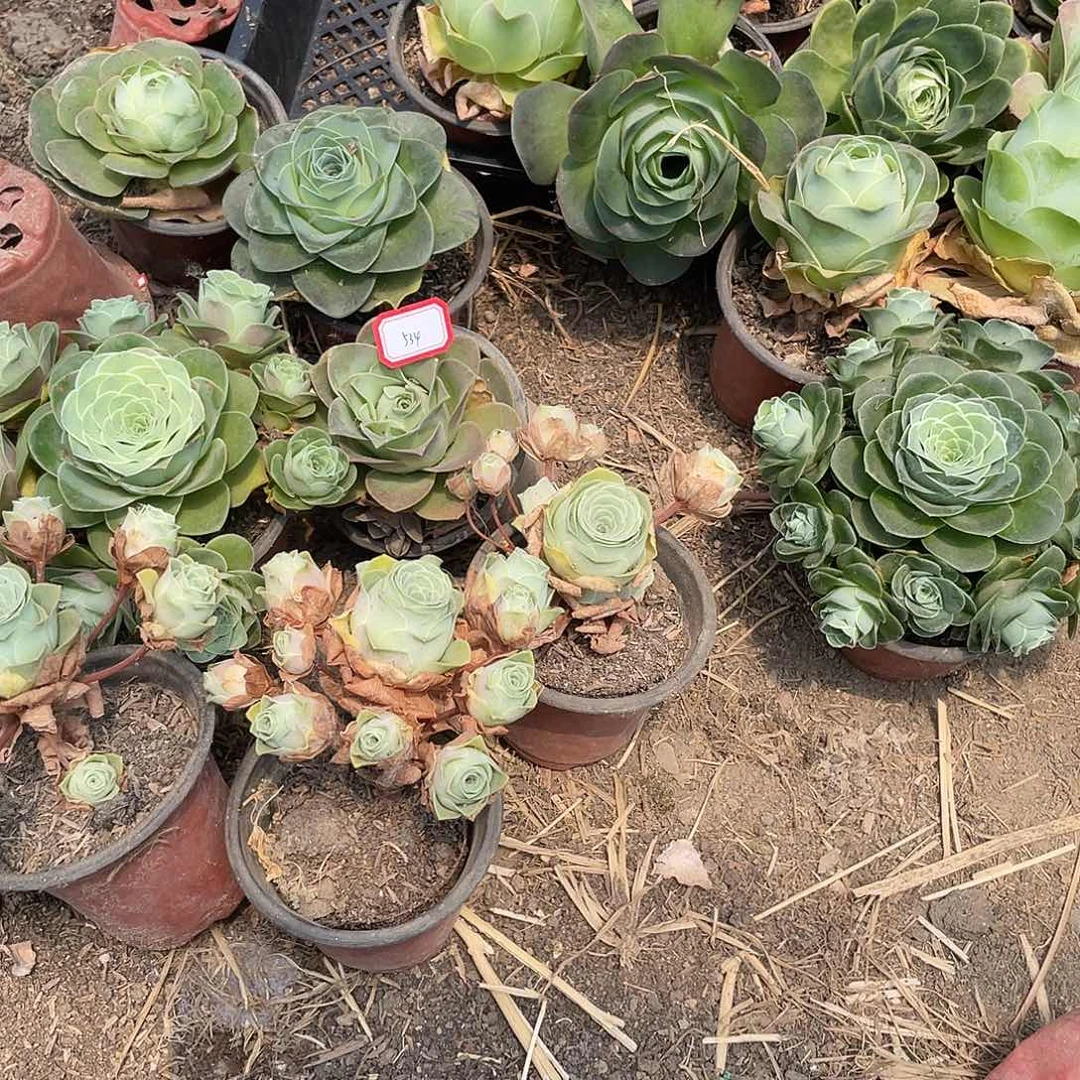 ⋆****山地玫瑰5颗 534