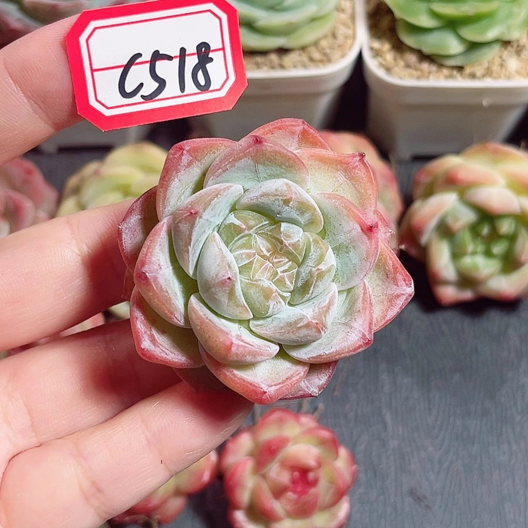 护****C518 一物一拍 孤品珍妮