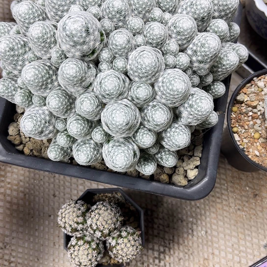 阿***敏无花朵季春新课试玩两颗